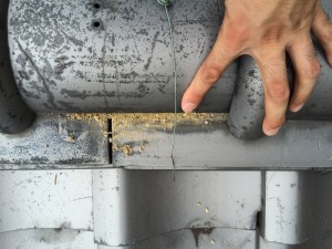 中の土が出てきていました