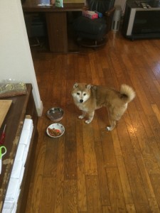 工事期間中現場監督(?!)をしてくれていたワンちゃん