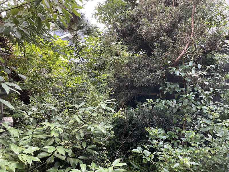 外壁リフォーム施工前　手つかずの樹木｜滋賀でリフォームするなら匠工房